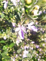 Teucrium fruticans