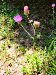 Cirsium carolinianum