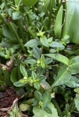 Enydra sessilis