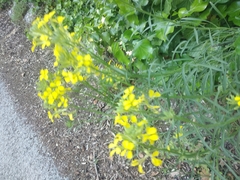 Erysimum pseudorhaeticum