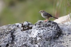Cisticola lais