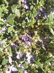 Teucrium fruticans