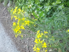 Erysimum pseudorhaeticum