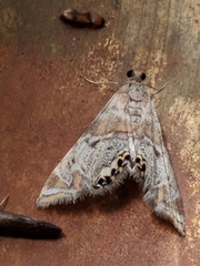 Petrophila confusalis