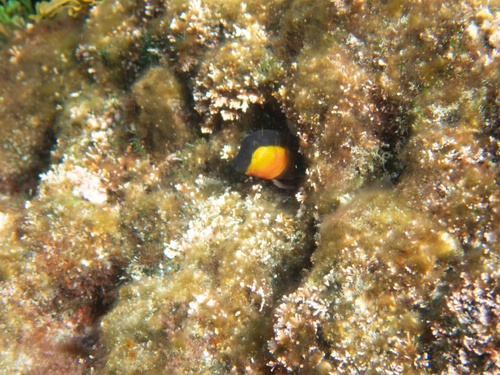 Babica žutoobrazna (Microlipophrys canevae)
