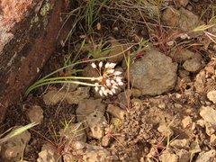 Allium macrum