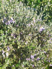 Teucrium fruticans