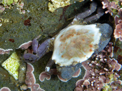 Lophopanopeus bellus