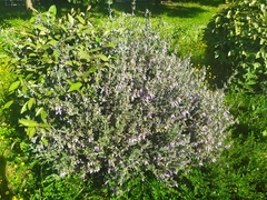Teucrium fruticans
