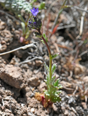 Gilia cana