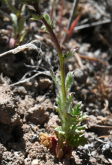 Gilia cana