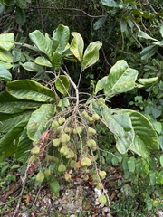 Cupania triquetra