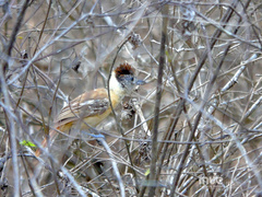 Thamnophilus bernardi