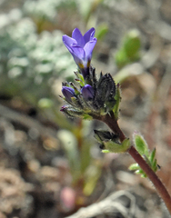 Gilia cana