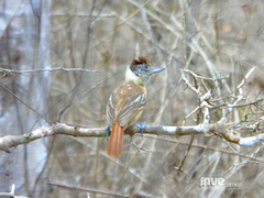 Thamnophilus bernardi