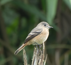 White-Winged Black Tyrant photo 3