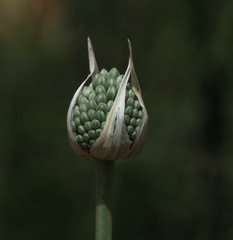 Allium phanerantherum