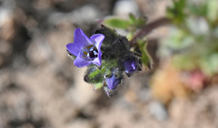 Gilia cana