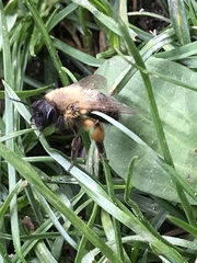 Andrena nigroaenea