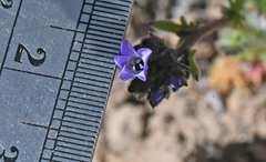 Gilia cana