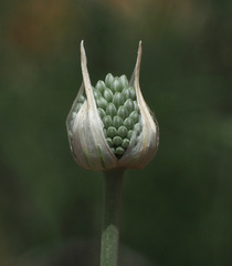 Allium phanerantherum