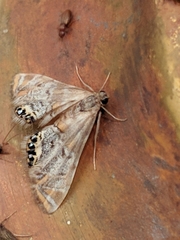Petrophila confusalis