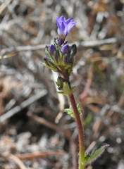 Gilia cana