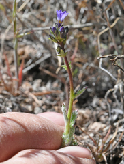 Gilia cana