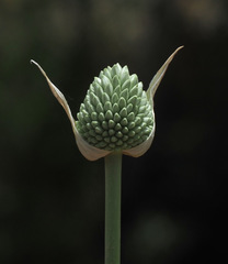 Allium phanerantherum