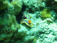 Chromodoris magnifica
