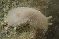 Diaulula alba