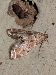 Petrophila confusalis