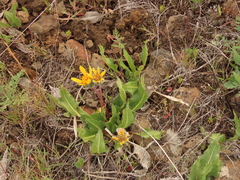 Balsamorhiza serrata
