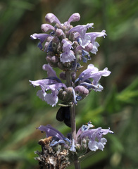 Nepeta curviflora