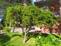 Pittosporum