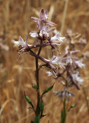 Delphinium ithaburense