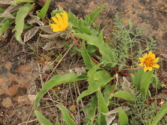 Balsamorhiza serrata