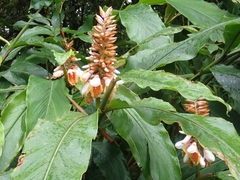 Alpinia kusshakuensis