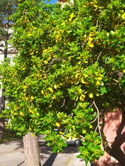 Pittosporum