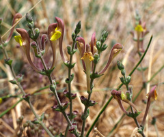 Scutellaria tomentosa