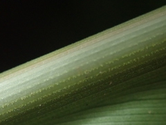 Alpinia kusshakuensis