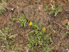 Balsamorhiza serrata