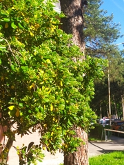 Pittosporum