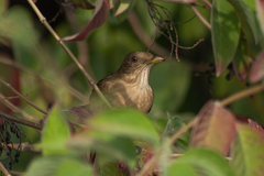 Turdus grayi