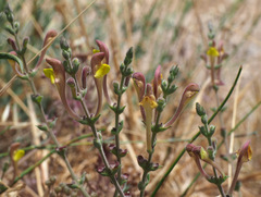 Scutellaria tomentosa