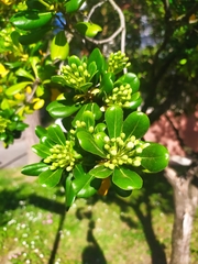 Pittosporum