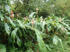 Alpinia kusshakuensis