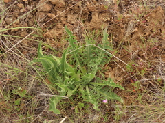 Balsamorhiza serrata