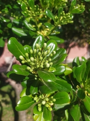 Pittosporum