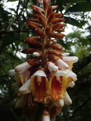Alpinia kusshakuensis